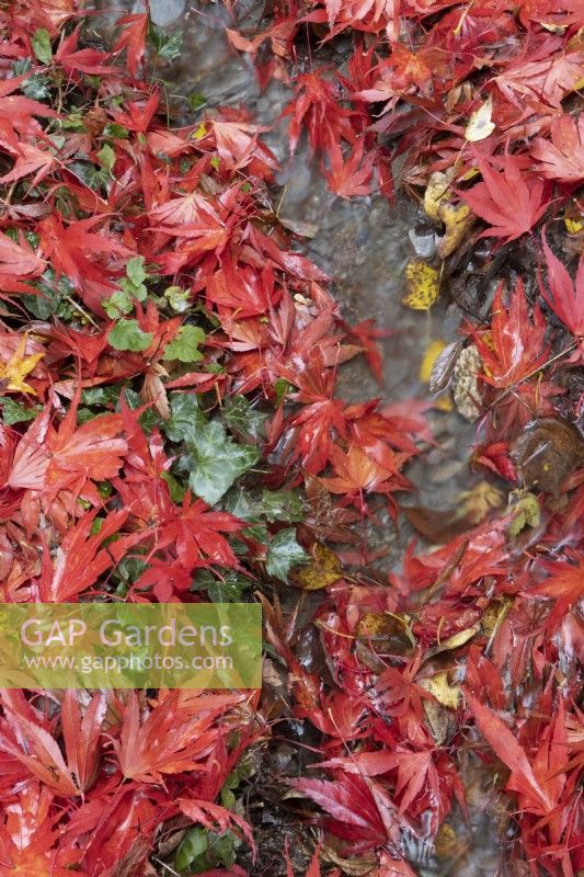 Red acer palmatum leaves cover the ground while a tiny stream runs through the leaves. Close up. Autumn, November