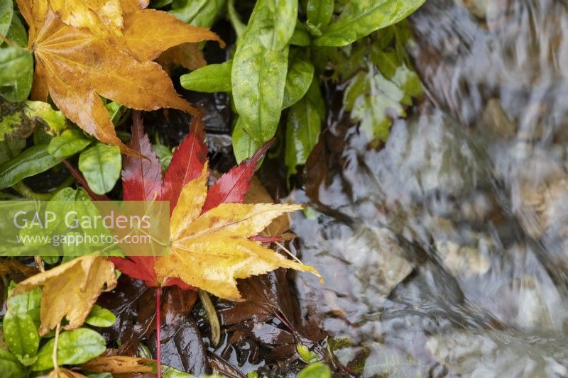 Brightly coloured, contrasting red and yellow Acer palmatum leaves cover the ground while a tiny stream runs through the leaves. Close up. Autumn, November