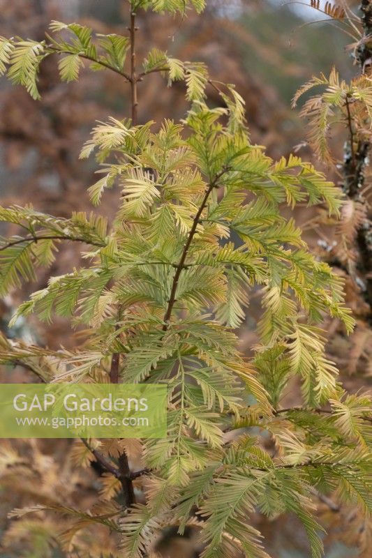 Autumn foliage of Metasequoia glyptostroboides Gold Rush. Close up.  Autumn, November