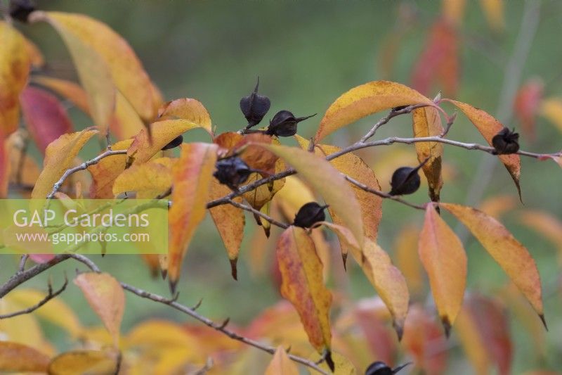 Stewartia Sinensis, Chinese Stewartia, autumn foliage and fruits. Close up. Autumn, November