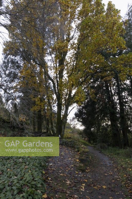 A curving gravel path leads up past a curving stone wall with a large Liriodendron tulipfera fastigiatum, tulip tree, beside the wall with autumn foliage. The Garden House, Yelverton. Autumn, November
