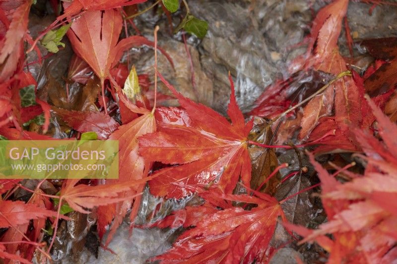 Red acer palmatum leaves cover the ground while a tiny stream runs through the leaves. Close up. Autumn, November