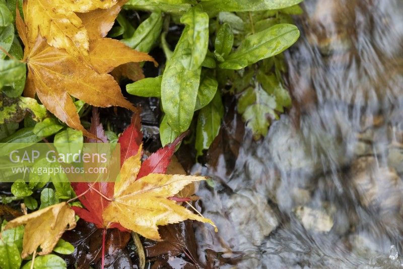 Brightly coloured and contrasting red and yellow Acer palmatum leaves cover the ground while a tiny stream runs through the leaves. Close up. Autumn, November