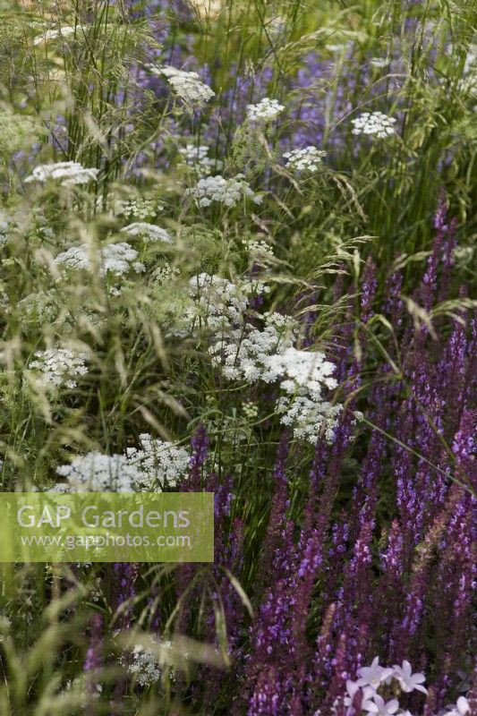 RHS Iconic Horticultural Hero Garden. Designer: Carol Klein. RHS Hampton Court Palace Garden Festival 2023. Cenolophium denudatum - Baltic parsley with Salvia 'Caradonna' in summer border.