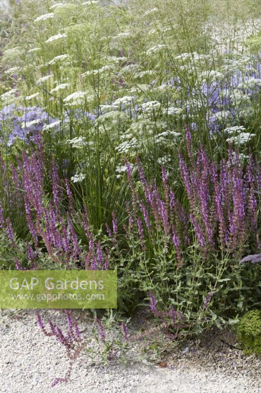 Designer: Carol Klein. Delicate summer border with Deschampsia cespitosa 'Goldschleier', Salvia nemorosa 'Amethyst' and Baltic parsley -Cenolophium denudatum - in summer.