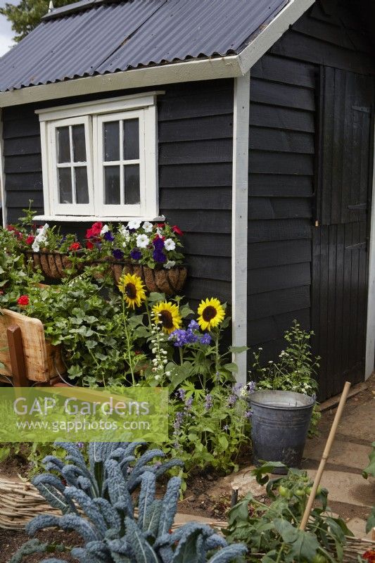 Southend City Council: The Miller's Garden. Designer: Tony Wagstaff. Black painted shed amongst vegetables in a 'working' garden. Summer.