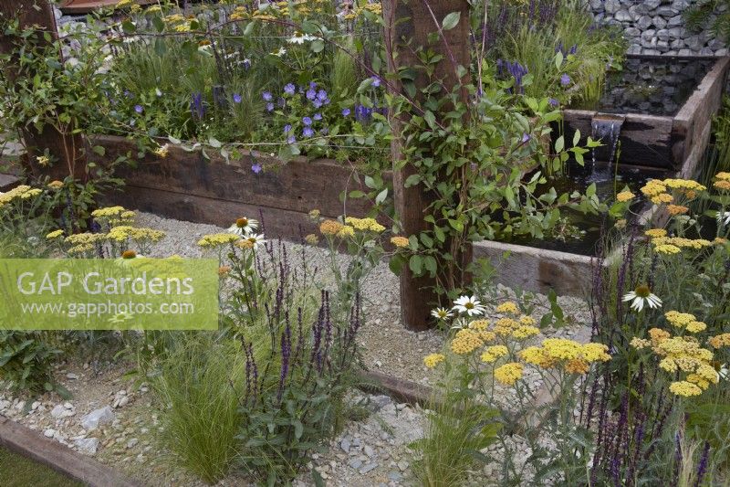 Nurturing Nature in the City. Designers: Caroline and Peter Clayton. Echinacea 'White Swan', Achillea millefolium 'Terracotta' and Salvia 'Amistad' in dry gravel garden. Summer.