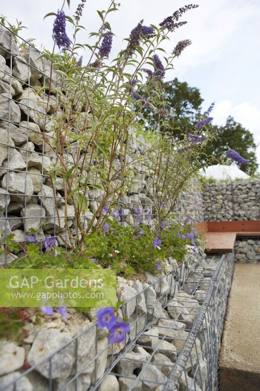 Nurturing Nature in the City. Designers: Caroline and Peter Clayton. Wildlife-friendly sustainable garden space. Geranium 'Johnston Blue' and buddleja with seating built into gabions. Summer.