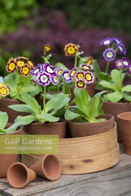 Primula auricula 'Lisa' with 'T A Hadfield' is arranged in a vintage wooden flower sieve,