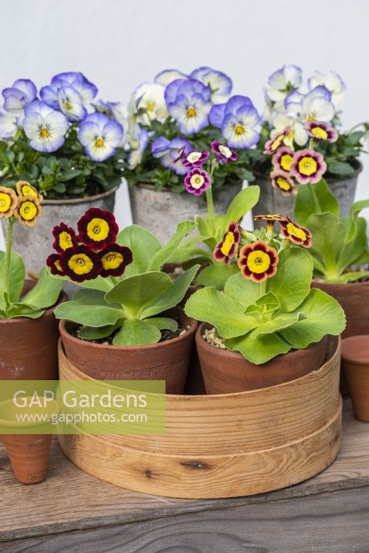 'Primula auricula 'Emmett Smith' right,  with 'Bewitched' right in old wooden flower sieve