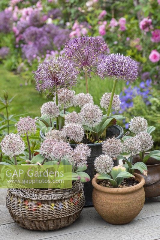 In early summer, assorted containers planted with white Allium karataviense and purple Allium cristophii.