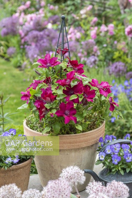 In early summer, a large terracotta pot planted with red Clematis 'Nubia', edged by pots of violas.