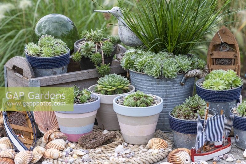 A collection of succulents in a seaside themed arrangement. In box: S. 'Midas' and S. 'Sprite'. Left to right: S. 'Burgundy Sparkle', S. 'Limelight', S. arachnoideum bryoides, S. 'Heigham Red', S; Pekinese'.