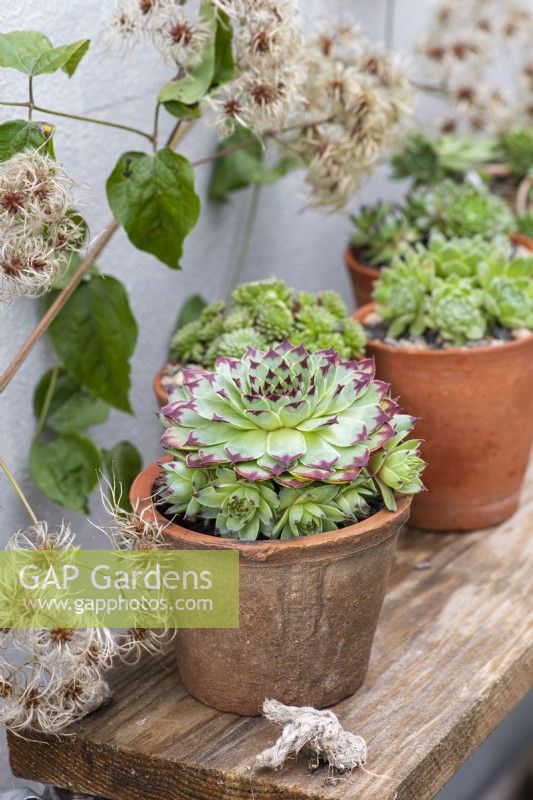 Sempervivum 'Sir William Lawrence', houseleek, a succulent with large rosettes growing in a pot on a shelf with other sempervivum.