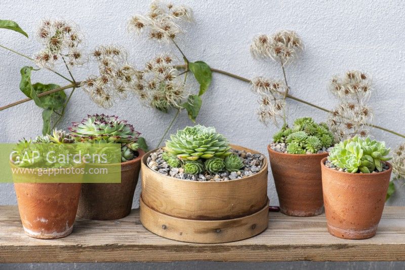 An arrangement of Sempervivum succulents, houseleeks. Left to right: S. 'Heigham Red', S. 'Sir William Lawrence', S. 'Limelight' (in vintage flour sieve), S. arachnoideum bryoides and S. ruthenicum.