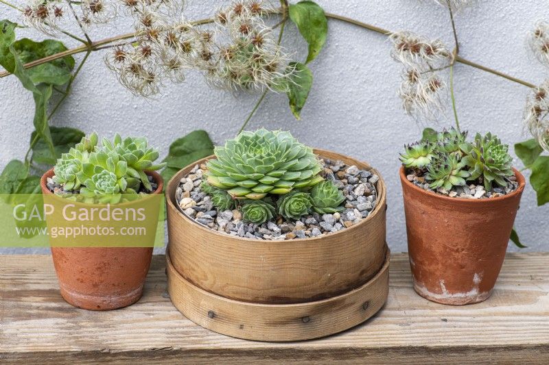 Pots of Sempervivum succulents, houseleeks. Left to right: S. ruthenicum, S. 'Limelight' (in vintage flour sieve) and S. 'Heigham Red'.
