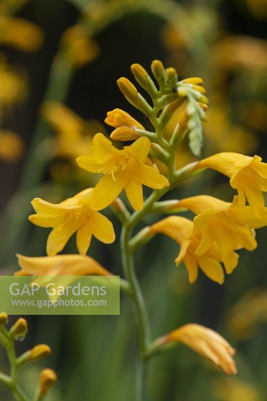 Crocosmia 'Suzanna', a perennial bearing spikes of golden, funnel shaped flowers in summer.