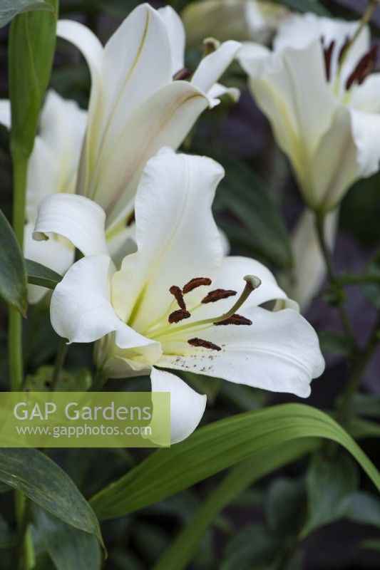 Lilium 'Casa Blanca', a fragrant white  oriental lily flowering in July.