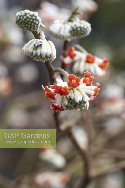 Edgeworthia chrysantha 'Red Dragon', paper bush, a winter-flowering deciduous shrub with small, fragrant orange flowers that appear before the leaves.