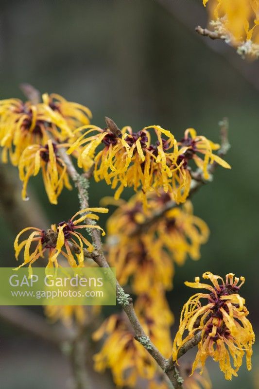 Hamamelis x intermedia 'Harry', witch hazel, a deciduous small tree with very fragrant, spidery, rich gold flowers in winter.