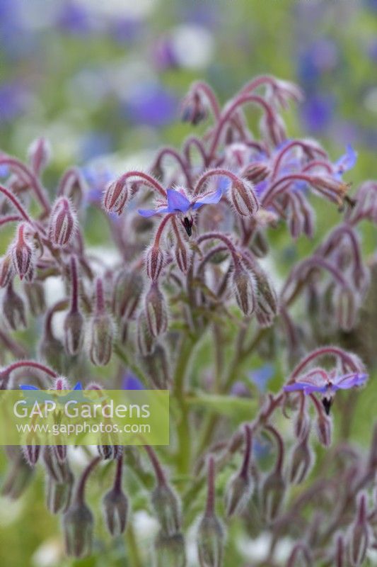 Borago officinalis, borage, a herb with hairy stems and blue star shaped flowers in summer.