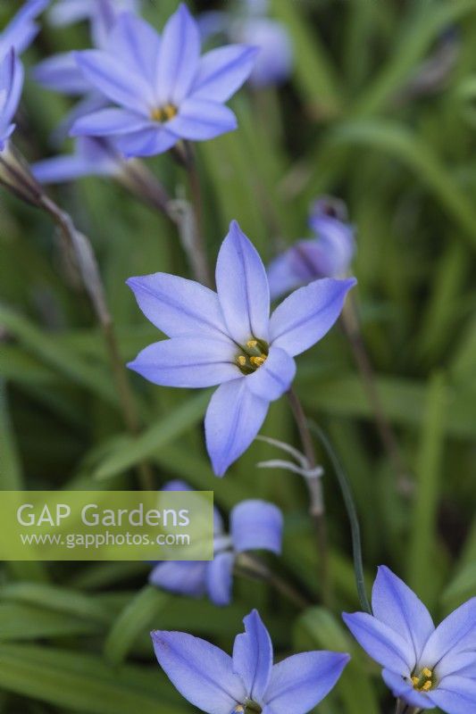 Ipheion uniflorum 'Wisley Blue', a fragrant blue flowered bulb appearing in April, with leaves that smell of onions.