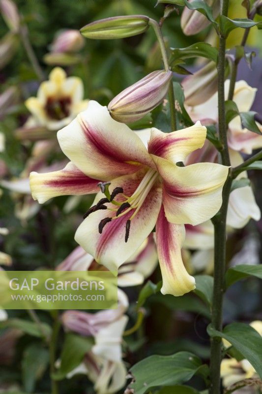 Lilium 'Nymph', a fragrant oriental lily with cream and pink flowers standing up to two metres tall.