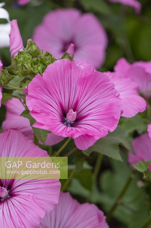 Lavatera trimestris, royal mallow, an upright annual with open funnel-shaped flowers in pink or white