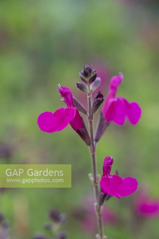 Salvia microphylla 'Cerro Potosi', or baby sage, is an evergreen shrub with aromatic leaves. It flowers in mid and late summer, bearing vivid magenta-pink flowers.
