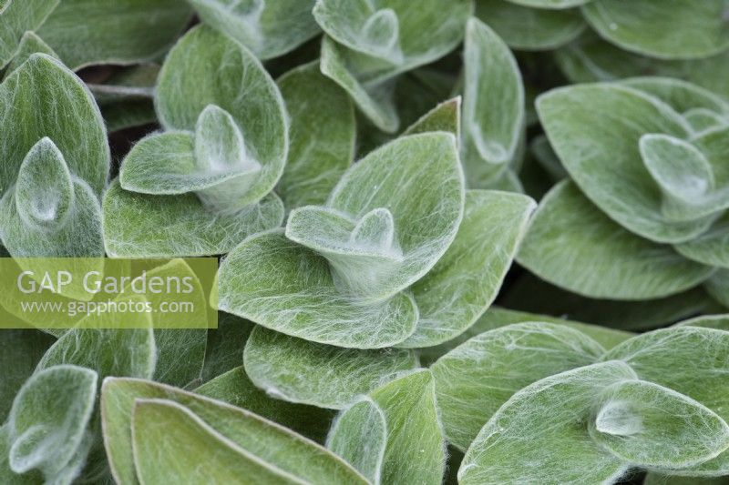 Tradescantia 'Velvet Hill', spider lily, is a house plant with hairy grey green leaves.