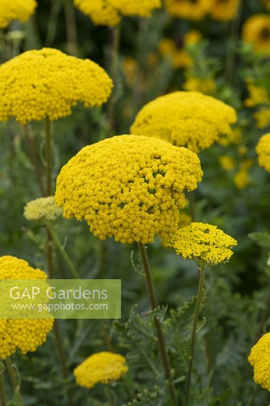 Achillea filipendulina 'Parker's Variety', yarrow, a vigorous perennial with large flat golden umbels of flowers in summer.