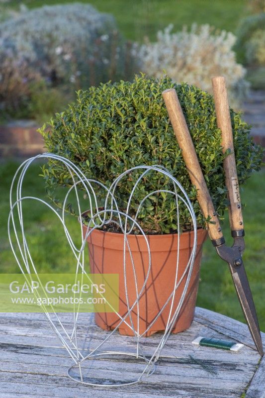 An evergreen Japanese holly bush, Ilex crenata 'Green Hedger', an alternative to box, is about to be enclosed within a 40cm high heart-shaped metal frame
