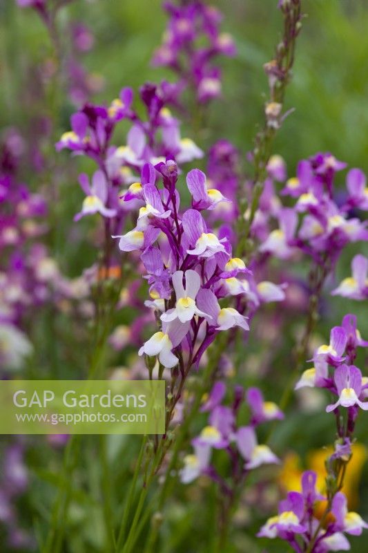 Linaria maroccana, annual toadflax, an upright annual with two-lipped purple, pink or white flowers.
