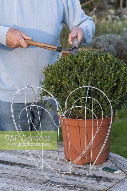 An evergreen Japanese holly bush, Ilex crenata 'Green Hedger', an alternative to box, is clipped to fit into a 40cm high heart-shaped metal frame