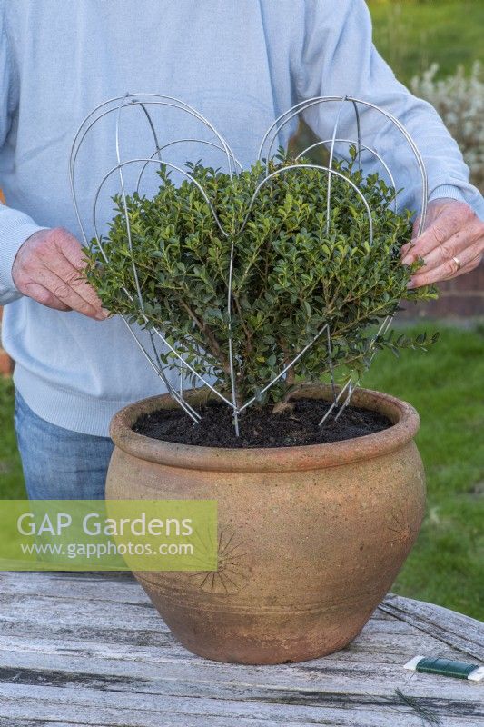 An evergreen Japanese holly bush, Ilex crenata 'Green Hedger', an alternative to box, is enclosed within a 40cm high heart-shaped metal frame