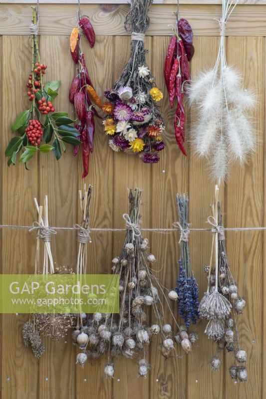 Picked from the garden and hung to dry are bunches of lavender, chilli peppers, everlasting flowers and the seedheads of nigella, allium, poppies and Pennisetum villosum.