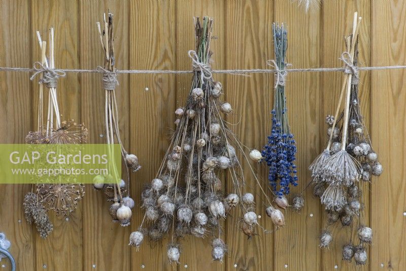 Picked from the garden and hung to dry are bunches of lavender, chilli peppers, everlasting flowers and the seedheads of nigella, allium and poppies.