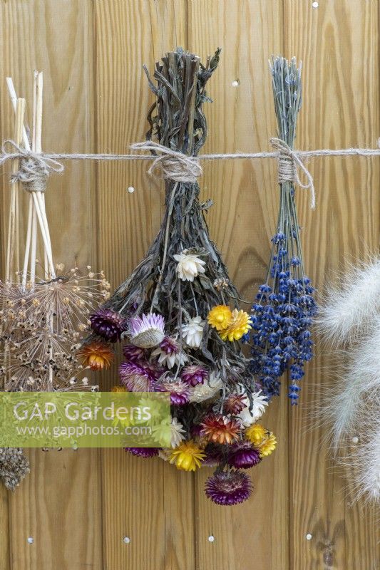 Picked from the garden and hung to dry are bunches of lavender, everlasting flowers and the seedheads of allium.