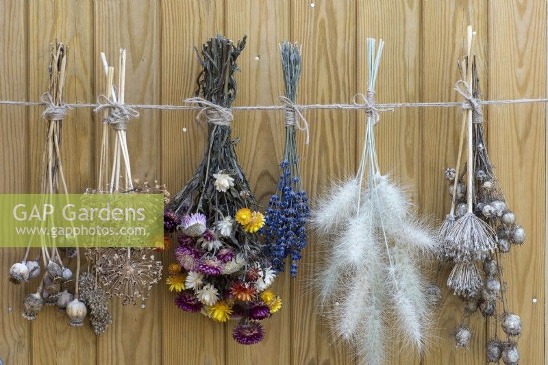 Picked from the garden and hung to dry are bunches of lavender, chilli peppers, everlasting flowers and the seedheads of nigella, allium, poppies and Pennisetum villosum.