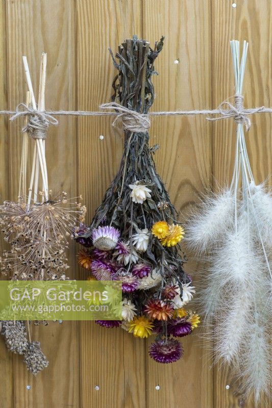 Picked from the garden and hung to dry are bunches of everlasting flowers and the seedheads of allium and Pennisetum villosum.