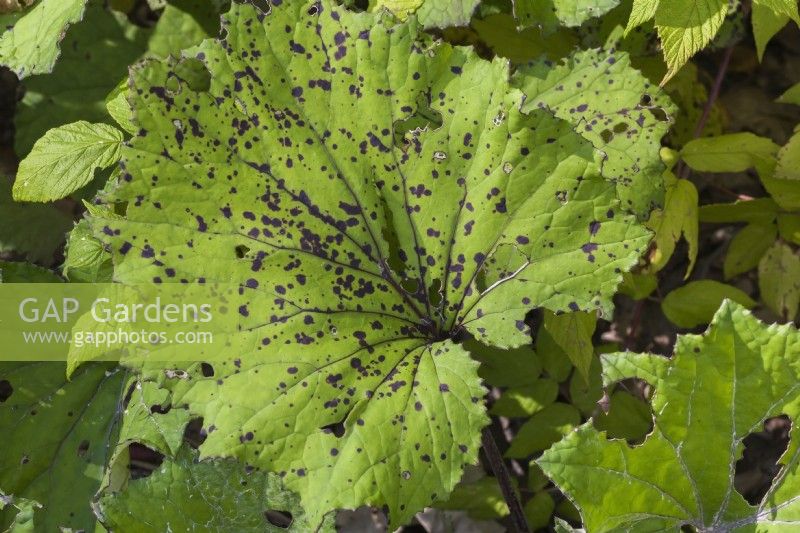 Rheum - Rhubarb leaf with black spot disease and insect damage in summer.
