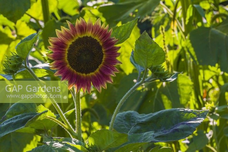 Helianthus annuus 'Ruby Eclipse' - Sunflower in summer.