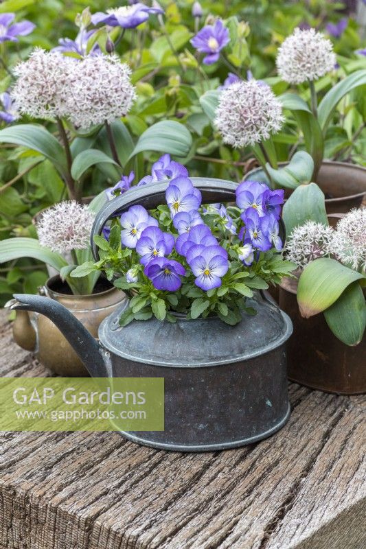 A copper kettle of violas, with assorted containers planted with white Allium karataviense.