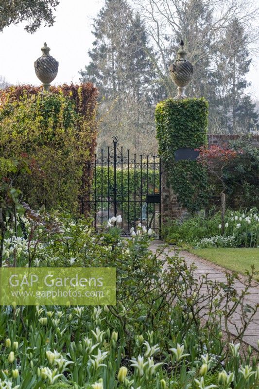 A blend of Tulipa 'Green Star' and 'Spring Green' fill this border in the Elizabethan Garden.