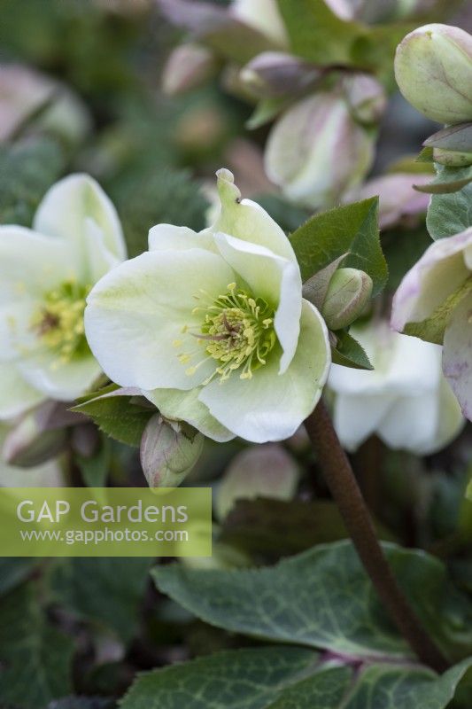 Helleborus 'Molly's White' Rodney Davey Marbled Group, a hellebore bearing single white flowers with green inners from February.