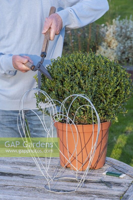 An evergreen Japanese holly bush, Ilex crenata 'Green Hedger', an alternative to box, is clipped to fit into a 40cm high heart-shaped metal frame