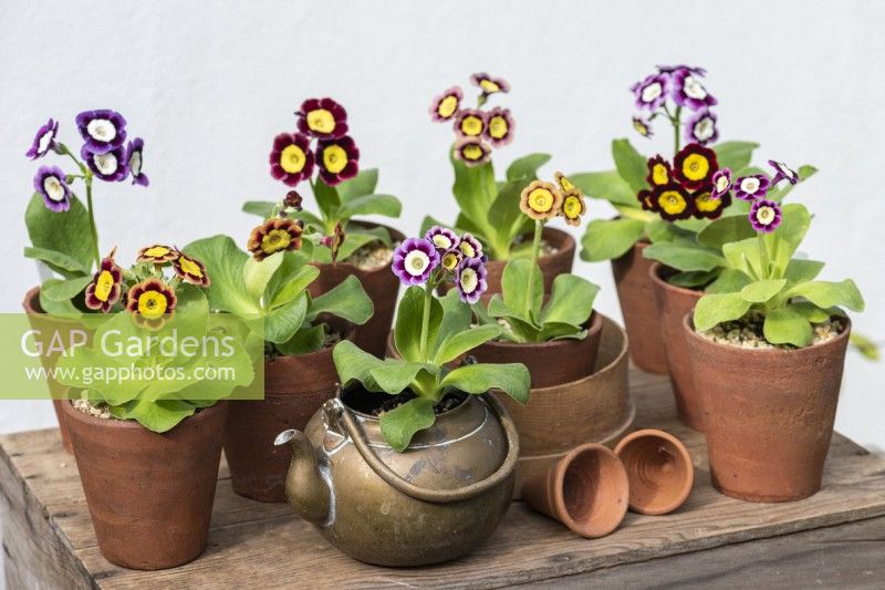 Primula auricula 'Sasha Files' in an antique brass kettle. Left: 'Bewitched'.