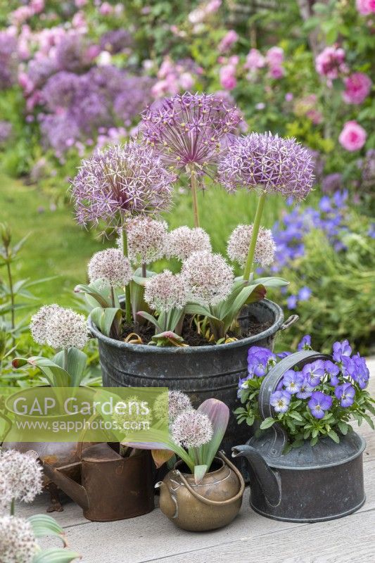 In early summer, assorted containers planted with violas,  white Allium karataviense and purple Allium cristophii.