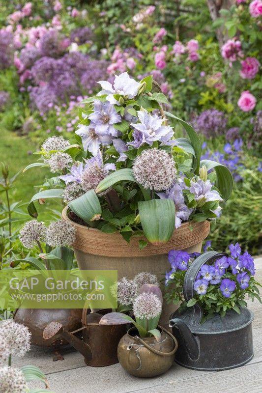 In early summer, a large terracotta pot planted with white Allium karataviense beneath Clematis 'Tranquilite'
