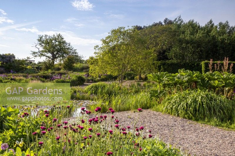View over a gravel garden with Cirsium rivulare 'Atropurpureum' in the foreground - gravel path to pond 